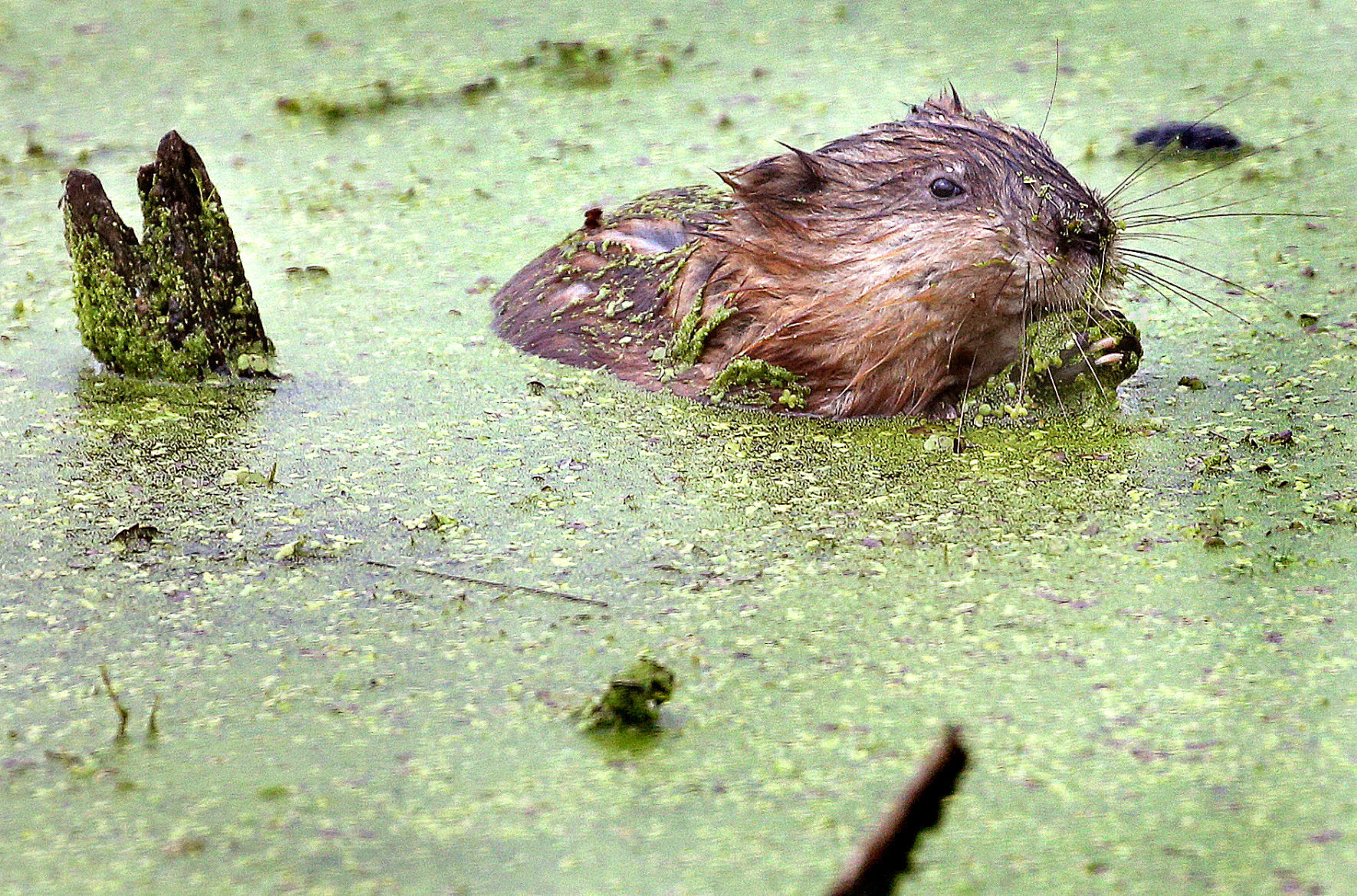 Wildlife in the La Crosse River marsh